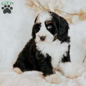 Happy, Mini Bernedoodle Puppy